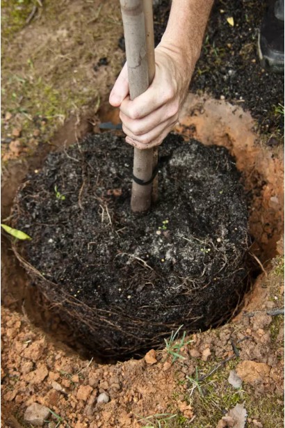 Prunus armeniaca Tom Cot посадка